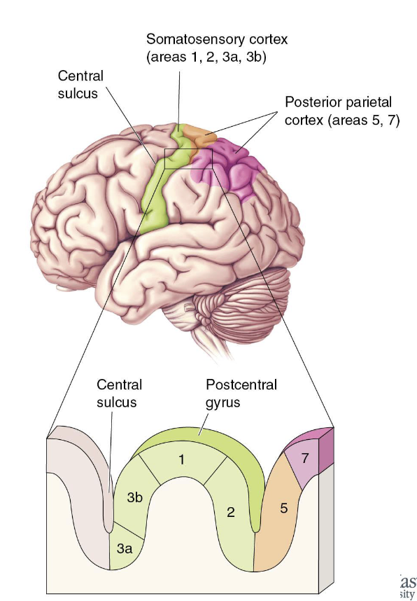 <p><strong><u>Primary</u></strong> somatosensory cortex = 3b</p><ol><li><p>Receives inputs from VP nucleus</p></li><li><p>Highly responsive to somatosensory input</p></li><li><p>Damage impairs sensation</p></li><li><p>Electrical stimulus creates sensations</p></li></ol><p></p>