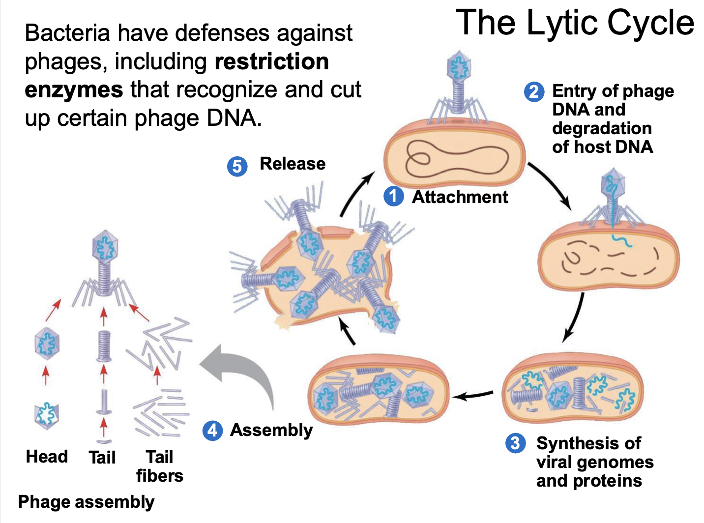 <p>explain the lytic cycle</p>