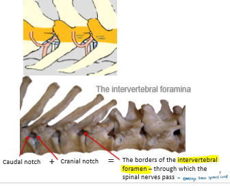 <p>Cranial Notch and caudal notch of adjacent vertebrae. </p>