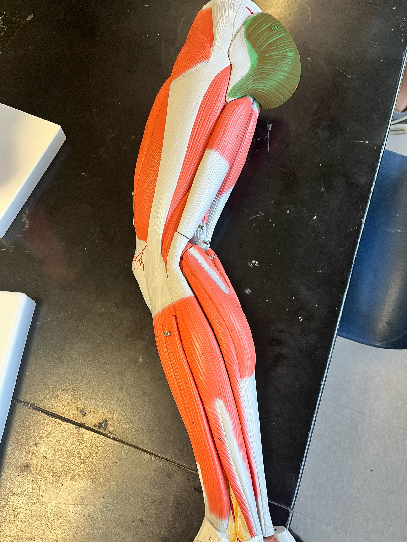 knowt flashcard image