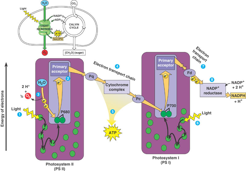 <ul><li><p>Photosystem I absorbs light in the range of 700nm. Photosystem II absorbs light in the range of 680nm</p></li><li><p>Electrons released from the splitting of water by light photons reach P680 first and chlorophyll energizes electrons to the primary electron acceptor </p></li><li><p>Electrons are transferred down an “electron transport chain” to Plastoquinone (Pq) then to the cytochrome complex (Cc) and then to plastocyanine (Pc)</p></li><li><p>At the point of reaching Cc, energy from the electron is used to generate ATP</p></li></ul><p></p>