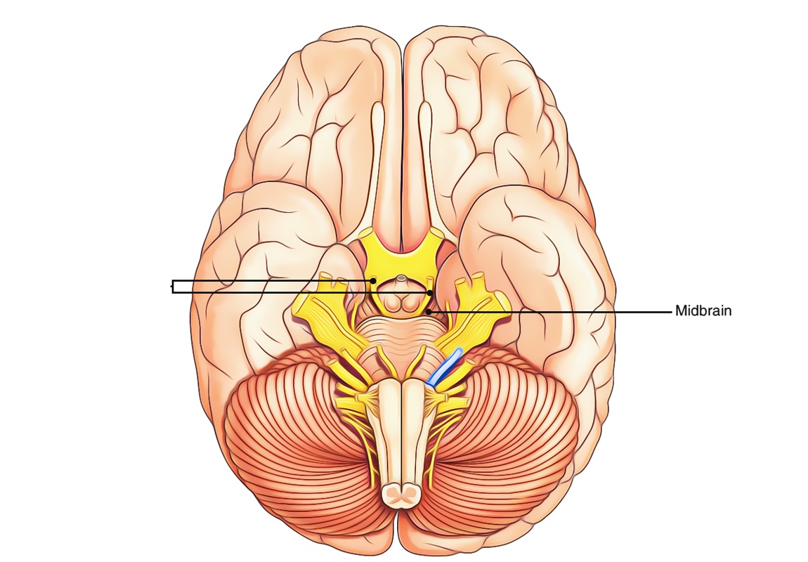 <p>What is the name and number of this craninal nerve?</p>