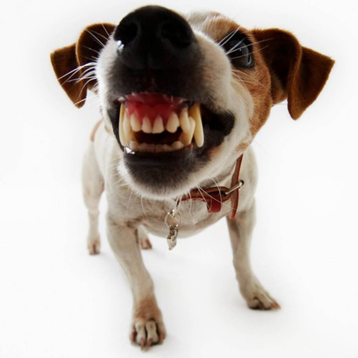 <p>Demonstrating aggression and willingness to fight.</p>