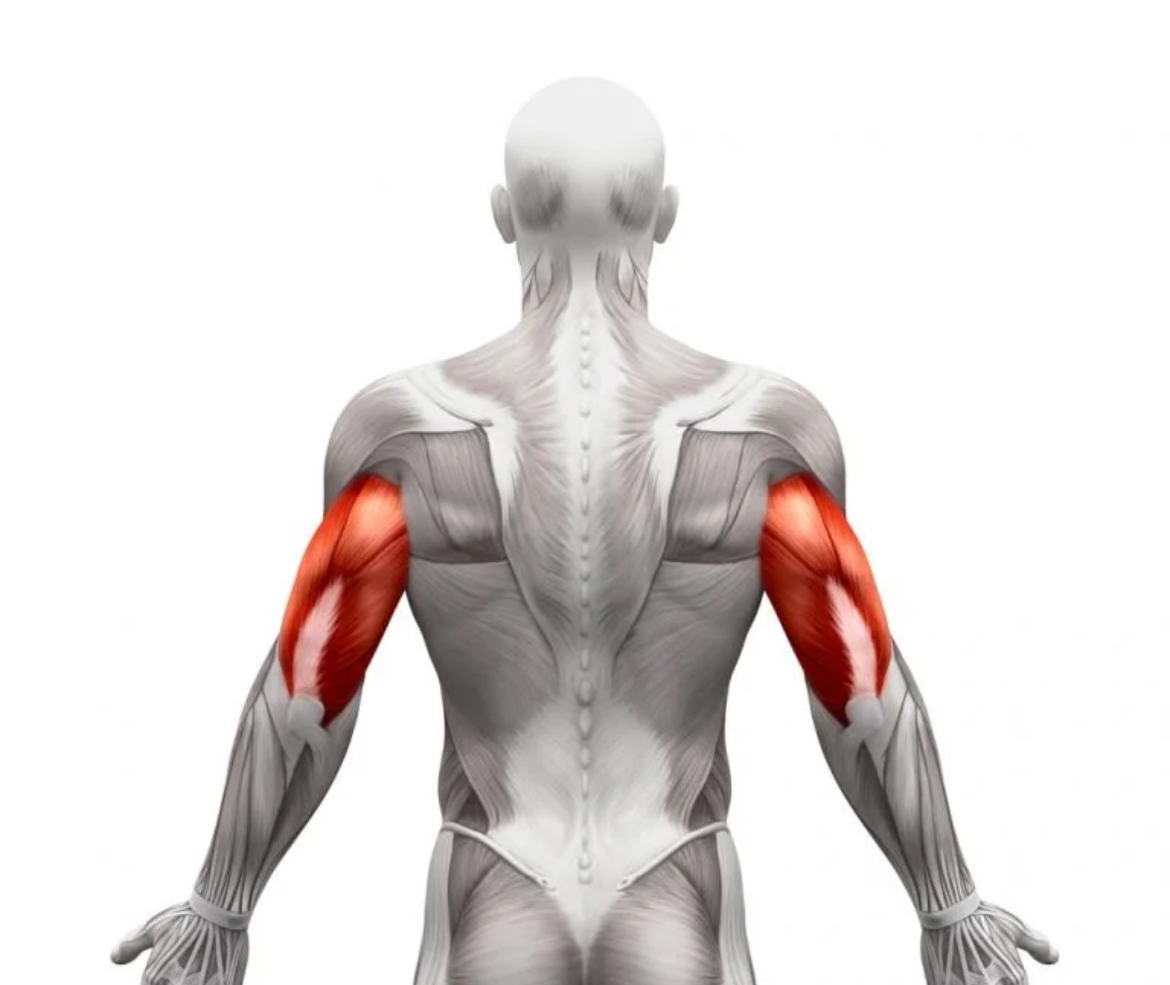 <p>Triceps brachii</p>