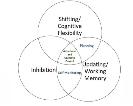 <p>Cognitive skills guiding goal-directed behavior:</p><ul><li><p>Cognitive flexibility / Shifting (ability to shift between tasks)</p></li><li><p>Inhibition (ability to stop or suppress actions)</p></li><li><p>Updating (ability to keep information ‘online’)</p></li></ul><p></p>