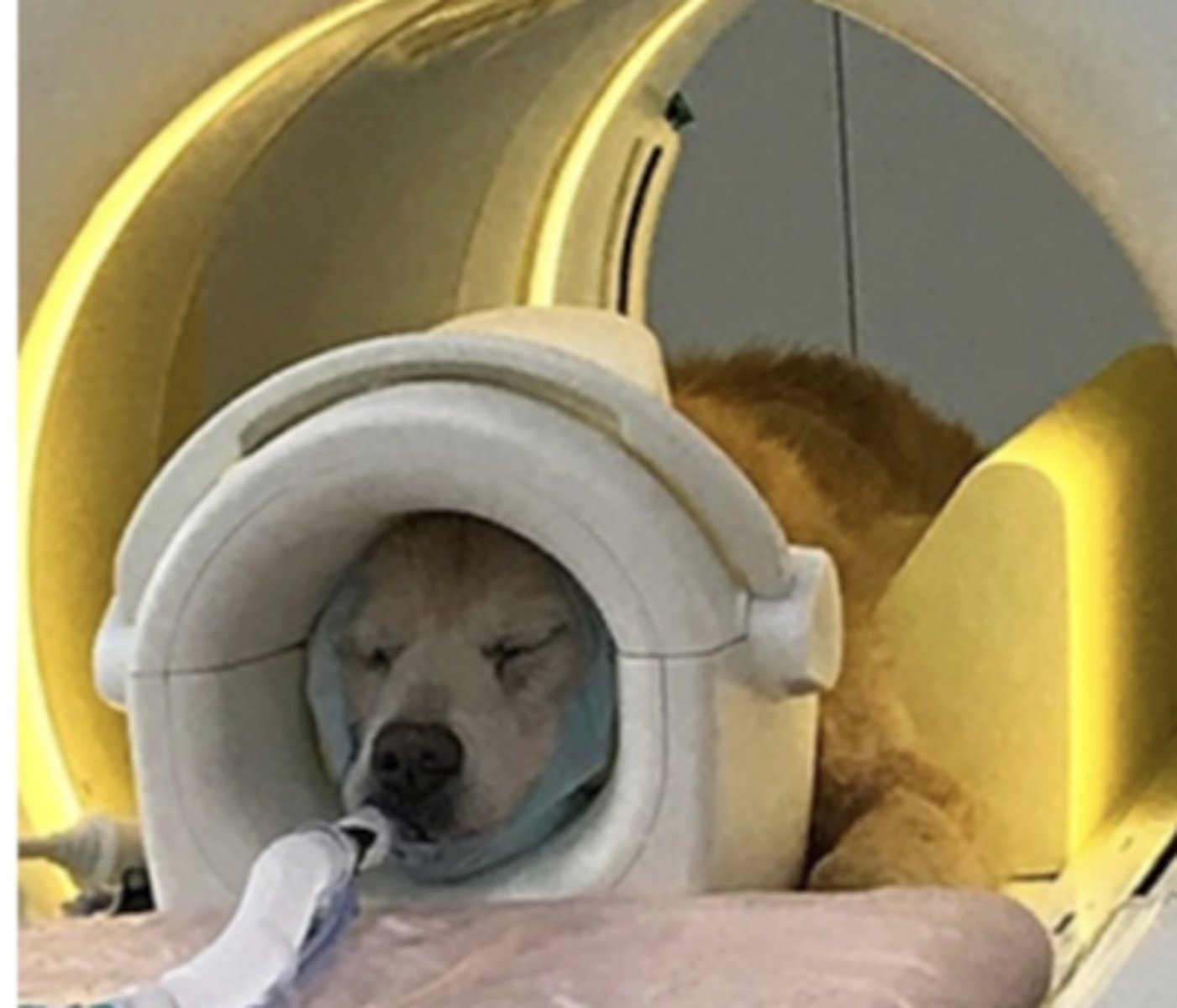 <p>what is this type of imaging called?</p>