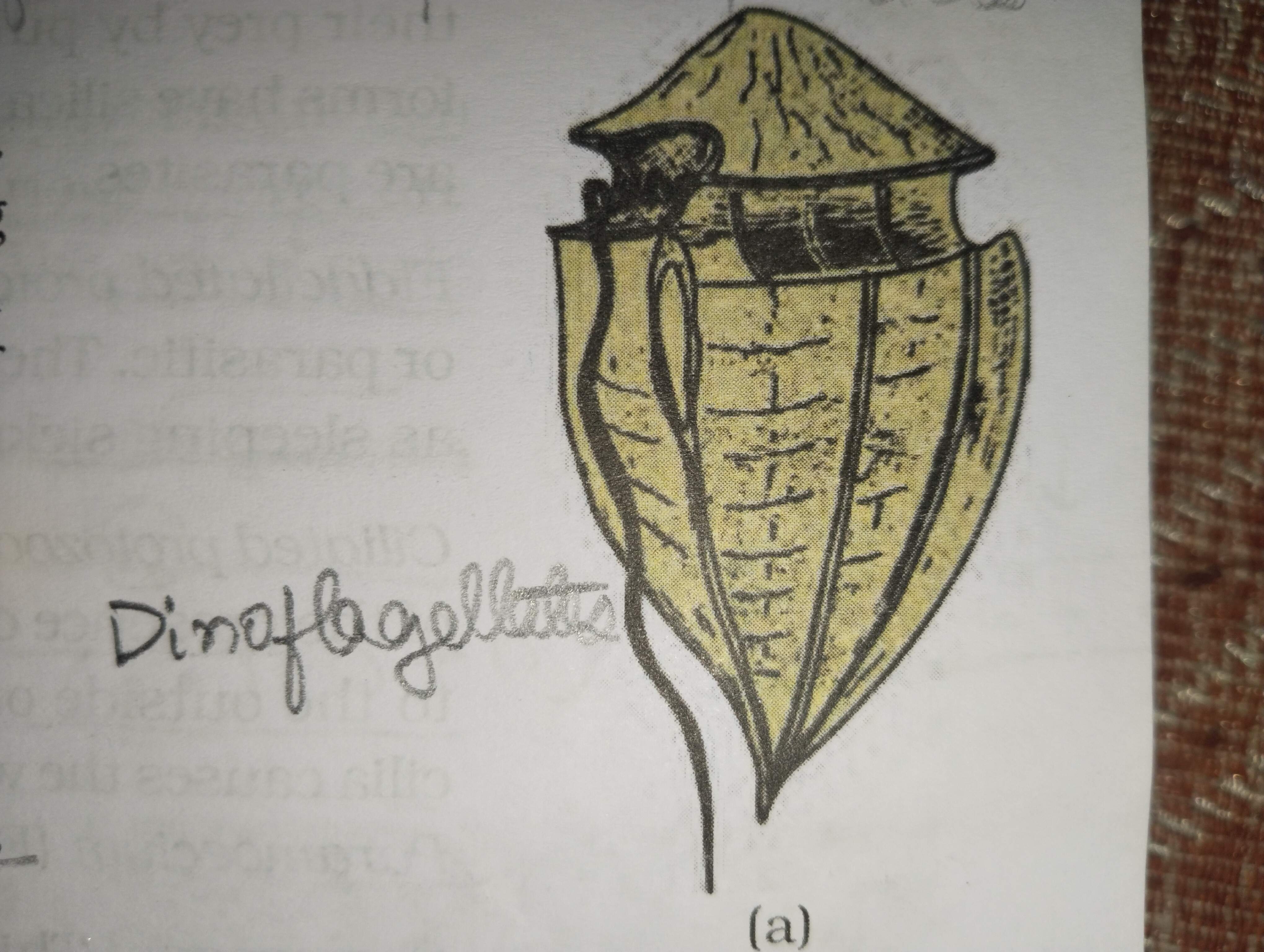 <p>Dinoflagellates </p>