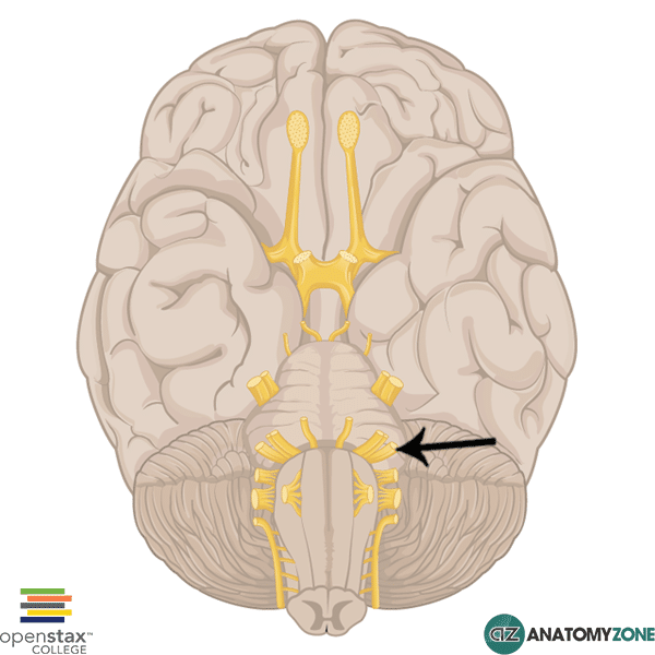 <p><span style="background-color: transparent;"><strong><span>Cranial Nerve VIII (Vestibulocochlear)</span></strong></span></p>