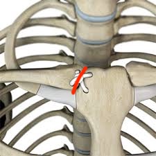 <p><span>connecting the clavicle to the sternum</span></p>