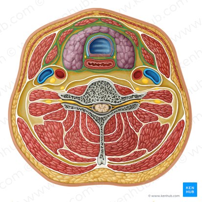 <ul><li><p>spans between the hyoid bone superiorly and the thorax inferiorly (where it fuses with the pericardium)</p></li></ul><p></p>