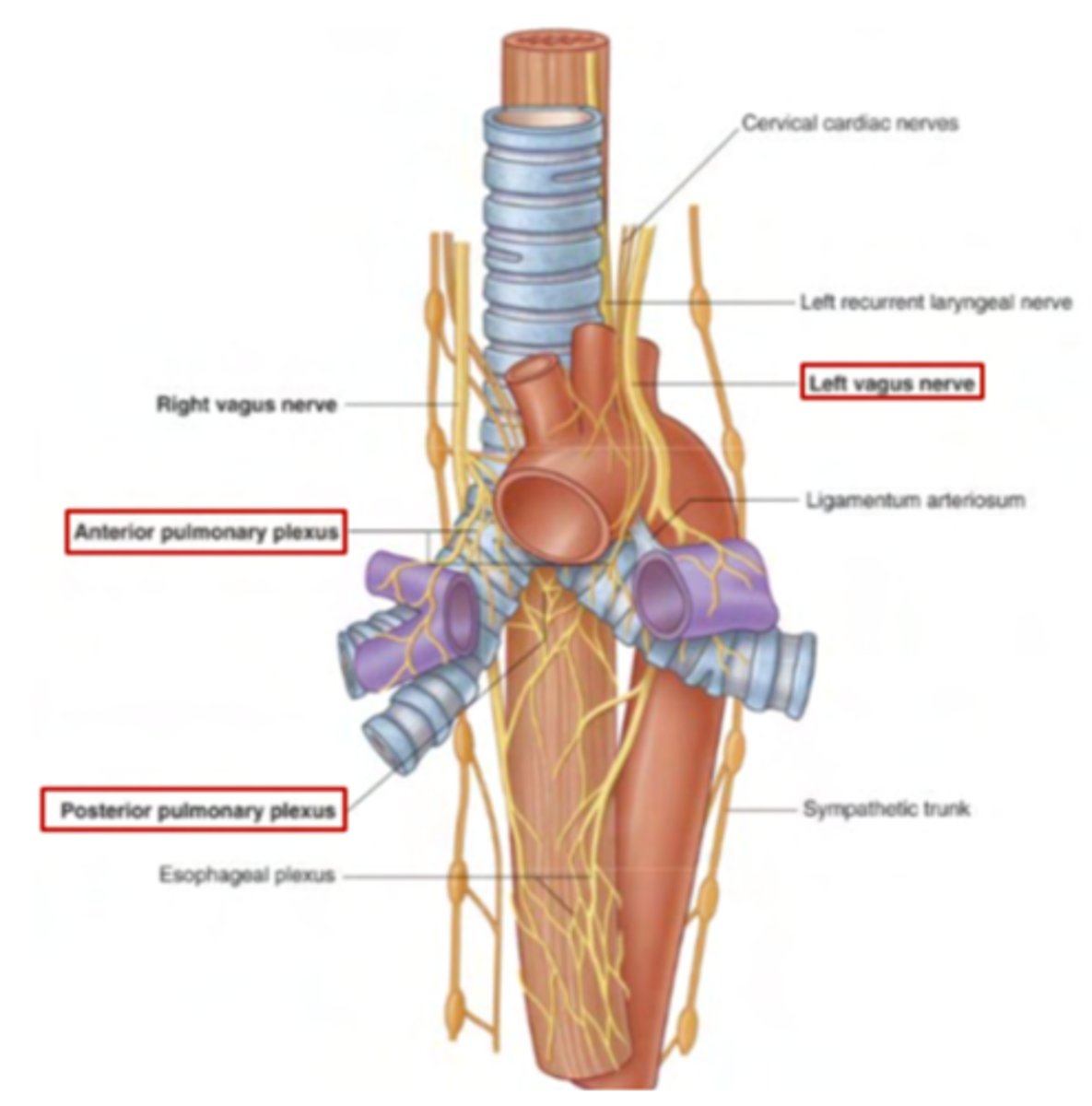 <p>postganglionic fibers coming out of the sympathetic trunk. They originate from the thoracic portion T1-T4 of the spinal cord and synapse at the trunk, exiting as postganglionic fibers.</p>
