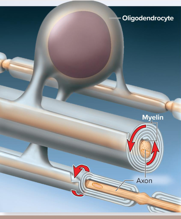 <p>Myelination </p>