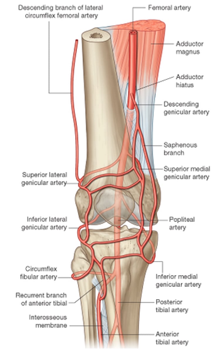 <p>- Branches from anterior tibial artery</p><p>- Terminates superiorly at knee joint</p><p>- Supplies blood to knee joint</p>