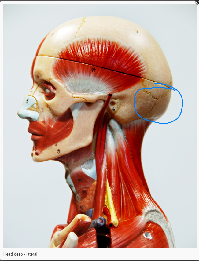 <p>there is a muscle in this area circled &nbsp;what is it called</p>