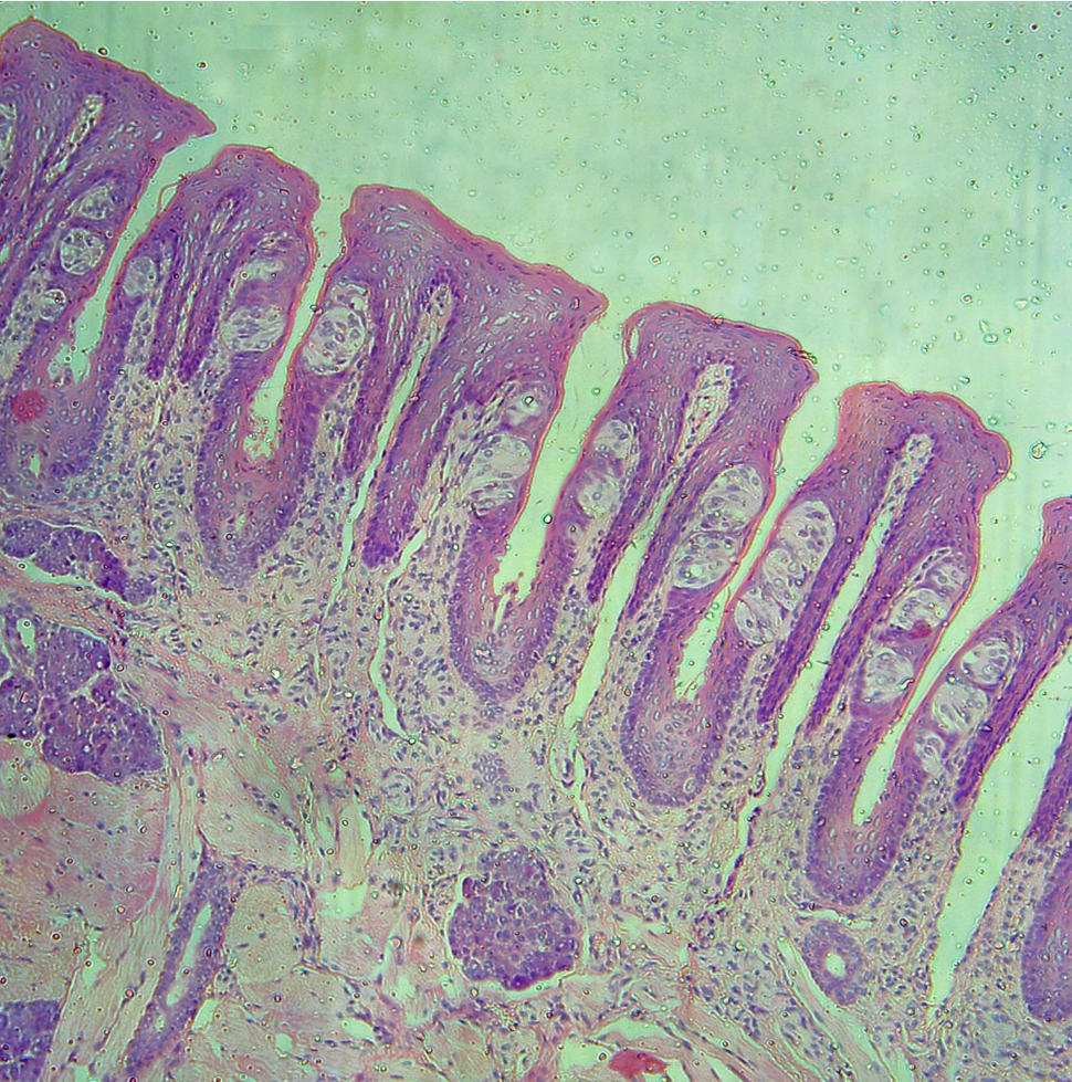 <p>identify </p><p>mention one site </p>