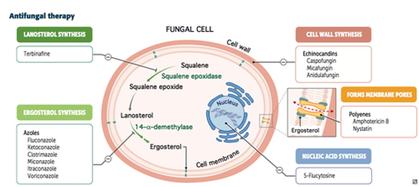 <p>They target the cell walls in fungal cell membranes</p>