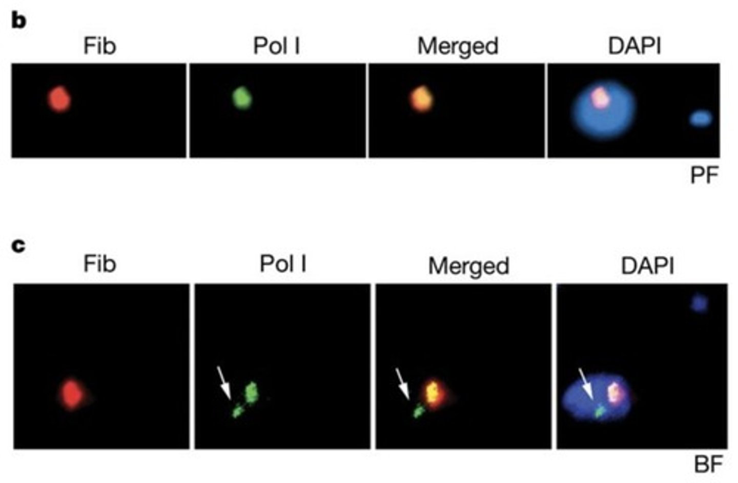 <p>The active VSG ES co-localizes with the extranucleolar Pol I body.</p>