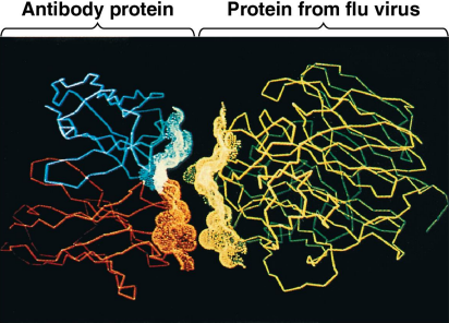 <p>Proteins</p>