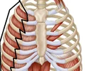 muscles between the ribs
