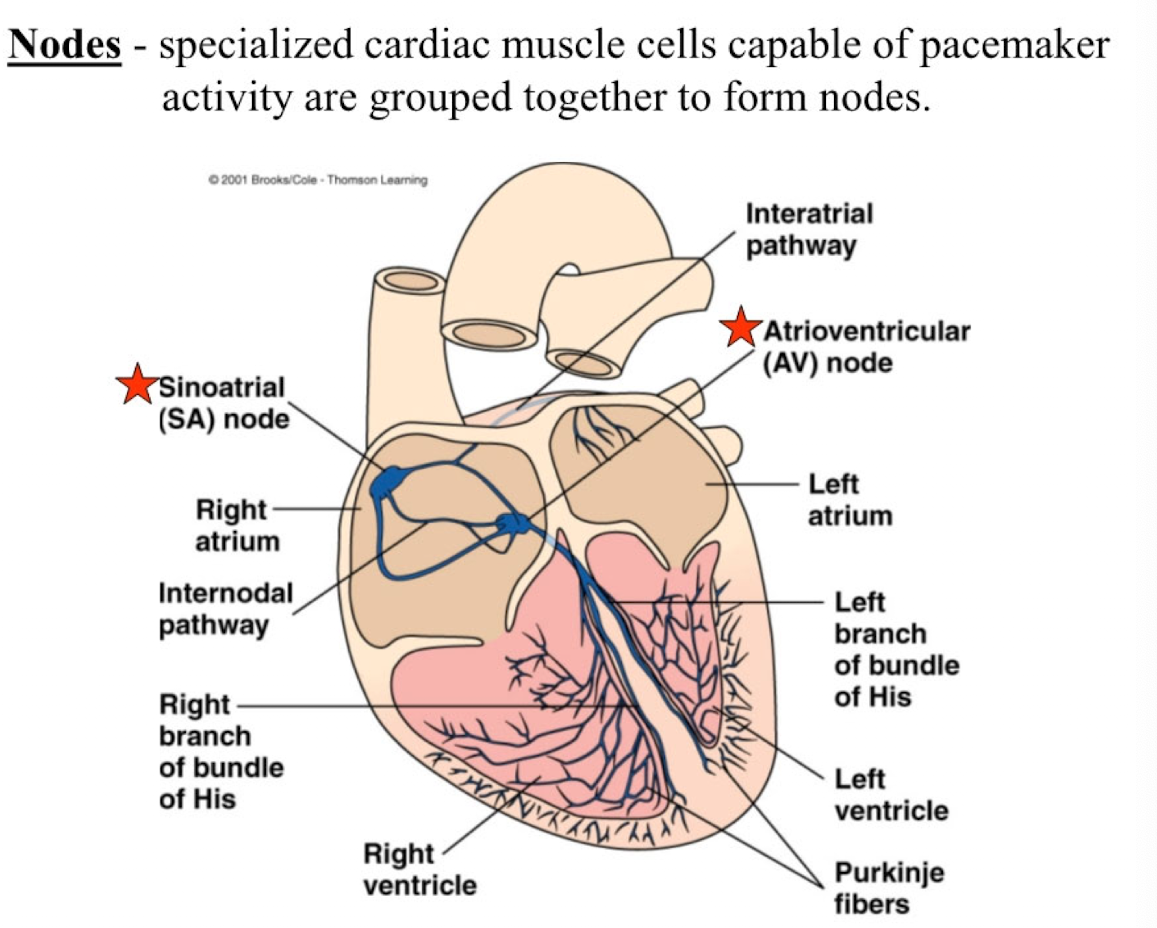 <p>specialized cardiac muscle cells capable of pacemaker activity are grouped together to form them</p>