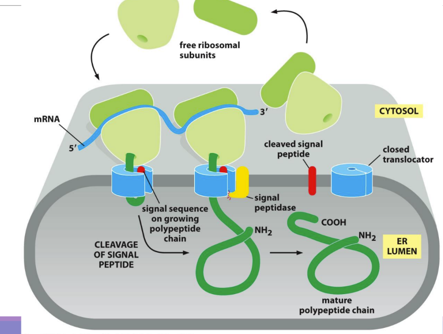 <p><span>a short sequence of amino acids at the N-terminal that direct secreted proteins to the ER &amp; is then cleaved off by signal peptidase&nbsp;</span></p><ul><li><p class="Paragraph SCXW73689271 BCX0" style="text-align: left"><span>Different for different polypeptides but contains several nonpolar AAs&nbsp;</span></p></li></ul><ul><li><p class="Paragraph SCXW73689271 BCX0" style="text-align: left"><span>Found in both transmembrane (destined for ER) and water-soluble (secreted or stay within organelle)&nbsp;proteins&nbsp;</span></p></li></ul><ul><li><p class="Paragraph SCXW73689271 BCX0" style="text-align: left"><span>Used in both co-translational and post-translational translocation&nbsp;</span></p></li></ul><ul><li><p class="Paragraph SCXW73689271 BCX0" style="text-align: left"><span>Not part of the final protein because it gets cleaved off by signal peptidase&nbsp;</span></p><ul><li><p class="Paragraph SCXW73689271 BCX0" style="text-align: left"><span>Signal peptidase cleaves of N-terminus&nbsp;</span></p></li></ul></li></ul><p></p>