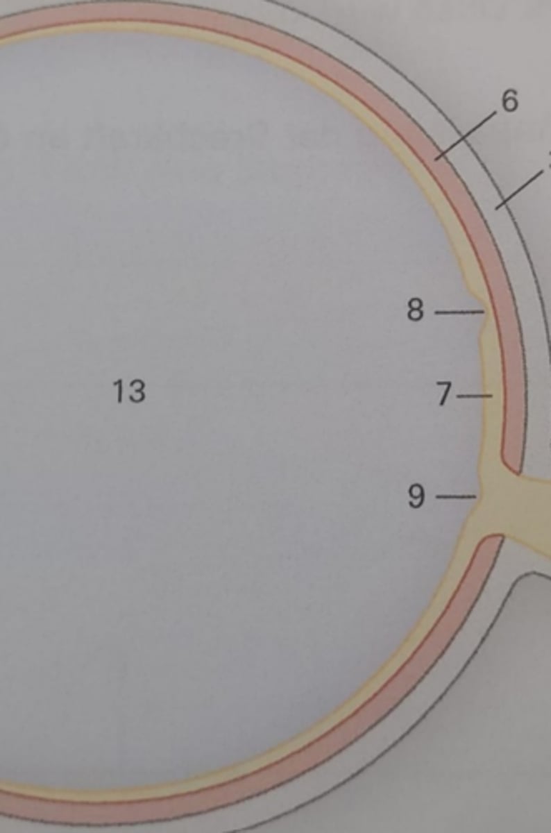 <p>Besteht aus dem Pigmentepithel und drei Schichten mit Sinnes- und Nervenzellen. (7 in Abb)</p>