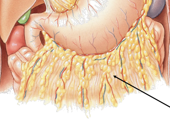 <p>special peritoneal membrane</p><ul><li><p>suspended from inferior curvature of stomach like an apron</p></li></ul><p></p>