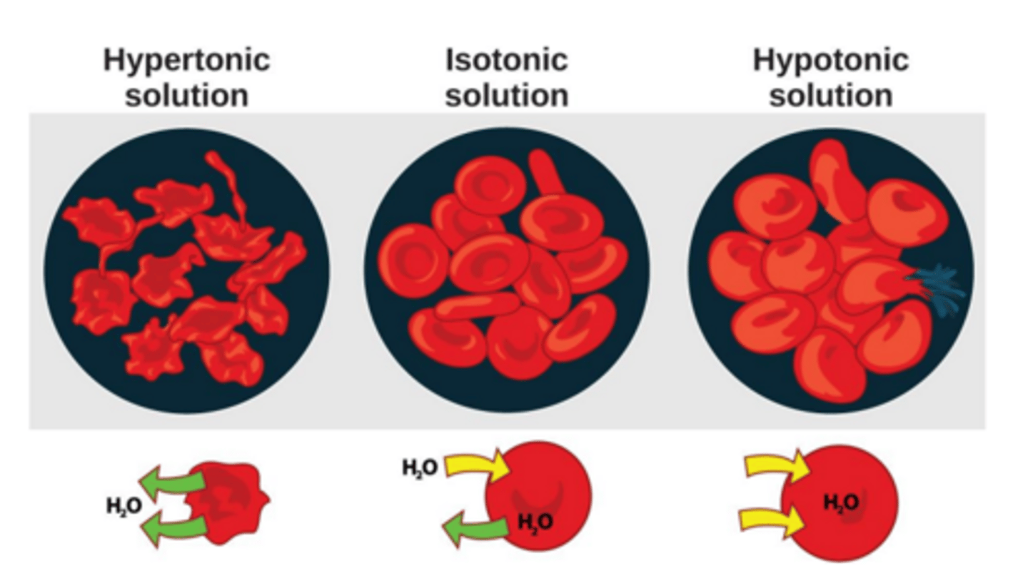 <p>maintenance of proper interal salt and water concentrations in a cell or in the body of a living organism</p>