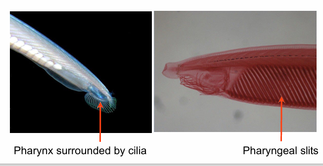 <ul><li><p>water is brought into the pharynx (a muscled organ that brings water into the mouth via cilia), which then passes through openings to the outside (the pharyngeal slits) </p></li><li><p>feeding and respiration</p></li></ul><p></p>