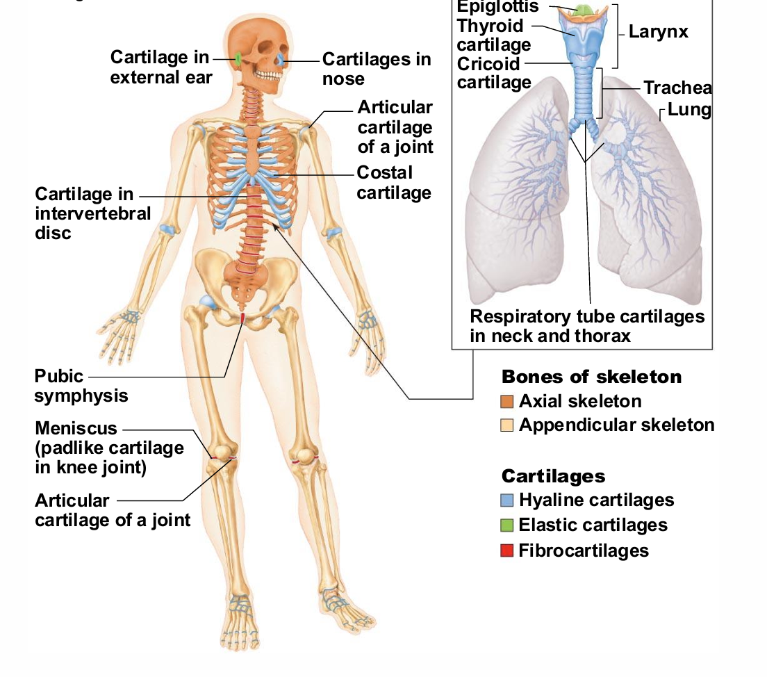 <ol><li><p>hyaline cartilage</p></li><li><p>elastic cartilage</p></li><li><p>fibrocartilage</p></li></ol><p></p>