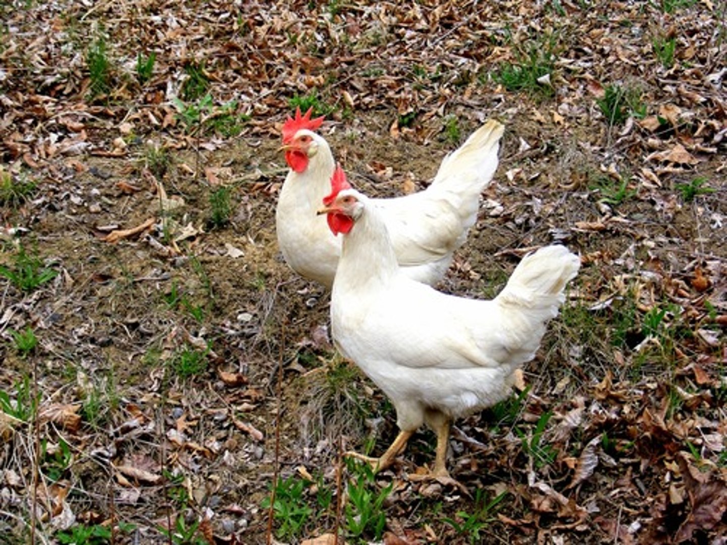 <p>the hen</p>