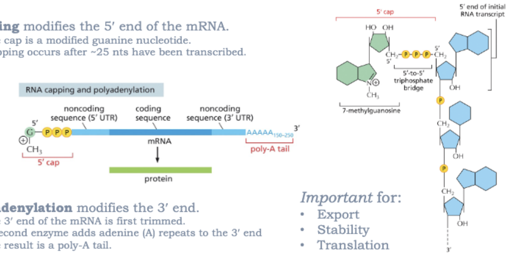 <ul><li><p>CAPPING MODIFIES THE 5’ END OF THE MRNA</p><ul><li><p>THE CAP IS MODIFIED GUANINE NUCLEOTIDE</p></li><li><p>CAPPING OCCURS AFTER ~25 NTS HAVE BEEN TRANSCRIBED</p></li></ul></li><li><p>POLYADENYLATION MODIFIES THE 3’ END</p><ul><li><p>THE 3’ END OF THE MRNA IS FIRST TRIMMED</p></li><li><p>A SECOND ENZYME ADDS ADENINE(A) REPEATS TO THE 3’ END</p></li><li><p>THE RESULT IS POLY-A TAIL</p></li></ul></li><li><p>IMPORTANT FOR:</p><ul><li><p>EXPORT</p></li><li><p>STABILITY </p></li><li><p>TRANSLATION</p></li></ul></li></ul><p></p>