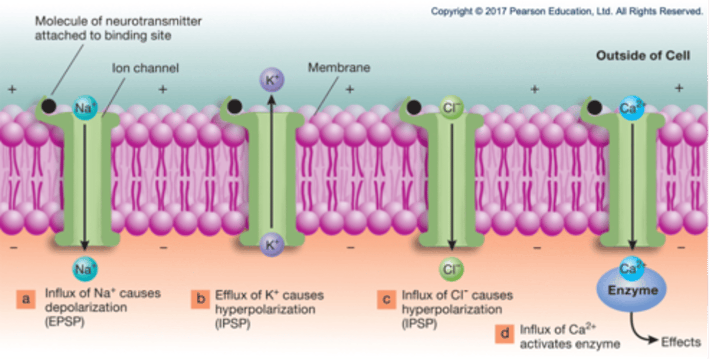<p>NT binds to binding site on postsynaptic membrane (lock and key).</p><p>- NT diffuses across cleft and alters PSP.</p><p>- NT attaches to binding site of receptor.</p><p>- Specific NT binds to specific binding site → this opens an ion channel.</p><p>- PSP depends on which channel opened.</p><p>- Na+ channels opened → Na+ enters → depolarisation = EPSP.</p><p>- K+ channels opened → K+ leaves → hyperpolarisation = IPSP.</p>