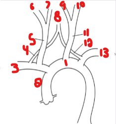 <p>List the crossed-out parts on this structure. </p>