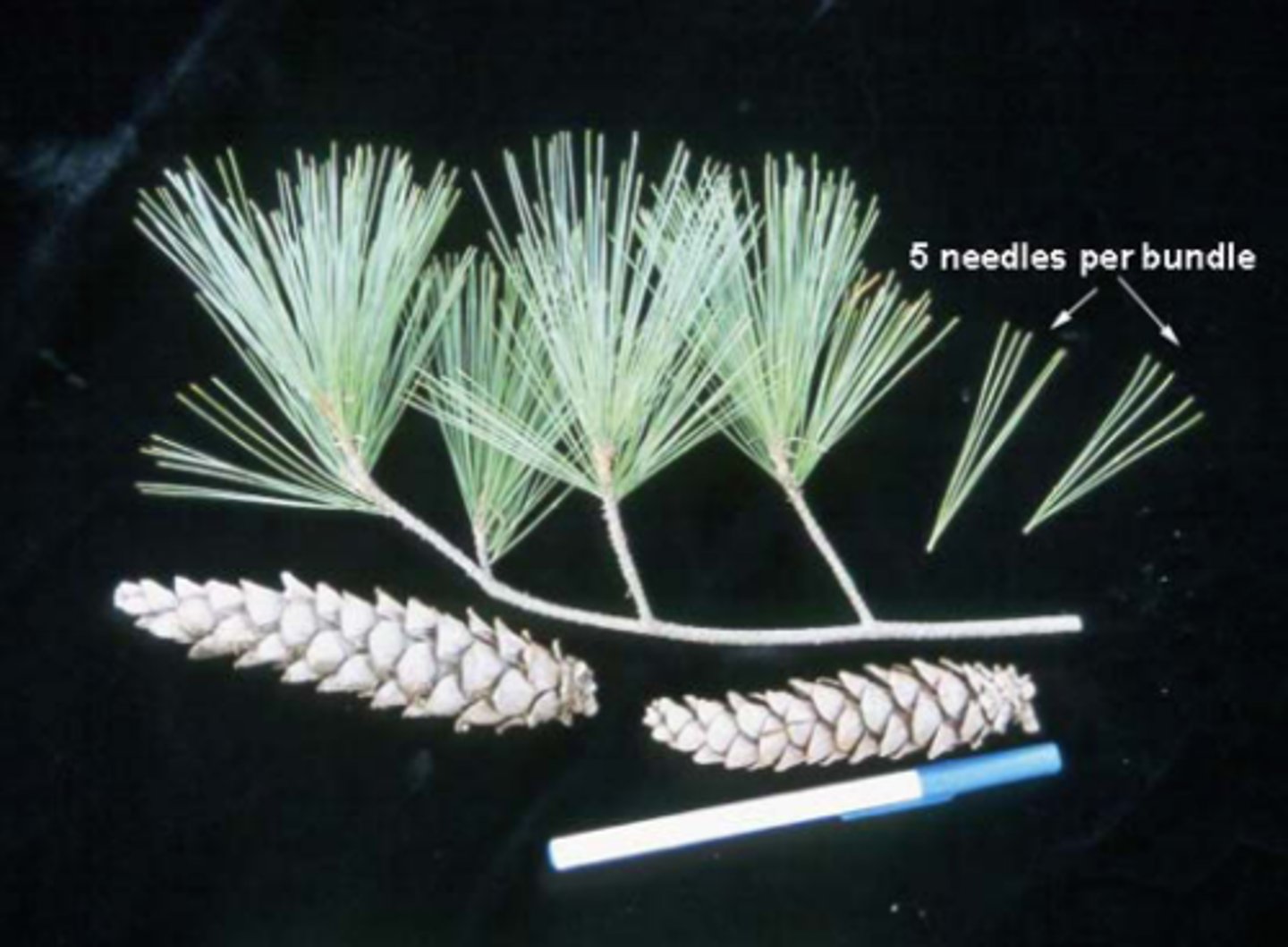 <p>loooong soft needles fascicles of 5, super resinous cones, "bleed" white sap</p>