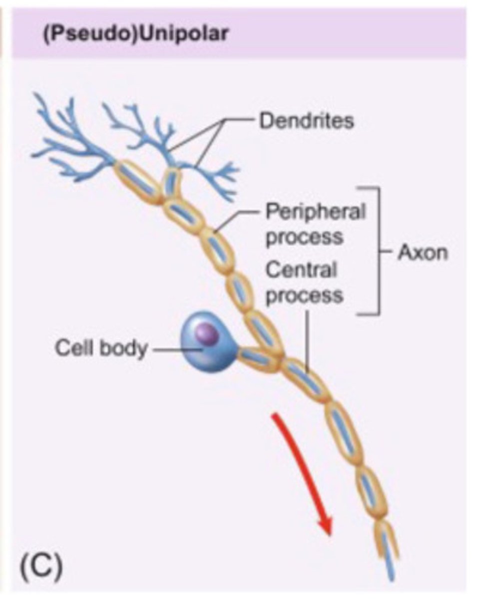 <p>a single extension branches in two directions, forming an input zone and an output zone.</p><p>Often seen in sensory neurons</p>