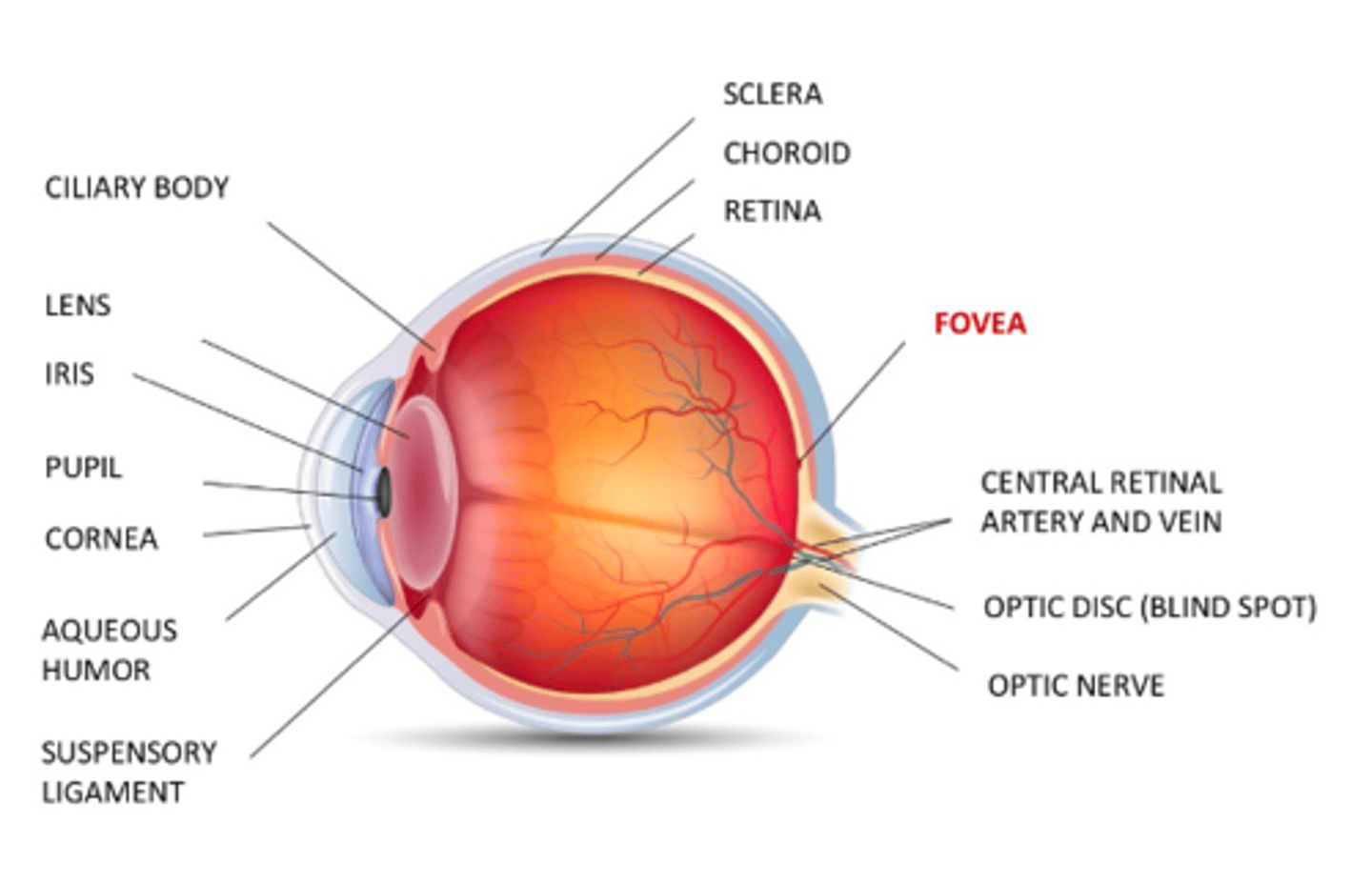 <p>fovea</p>