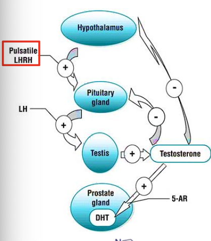 <p>What is the MOA of abiraterone and flutamide?</p><p></p>