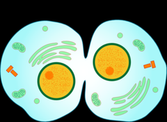 Cytoplasm divides; result in 2 cells; not part of mitosis