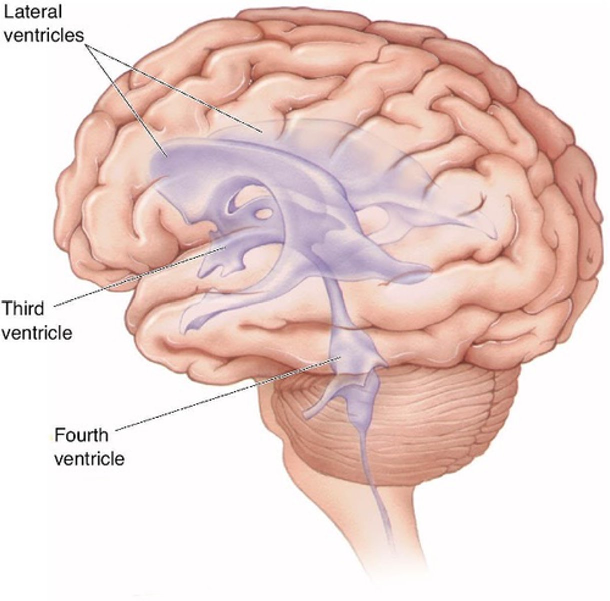 <p>What does the ventricular system provide?</p>