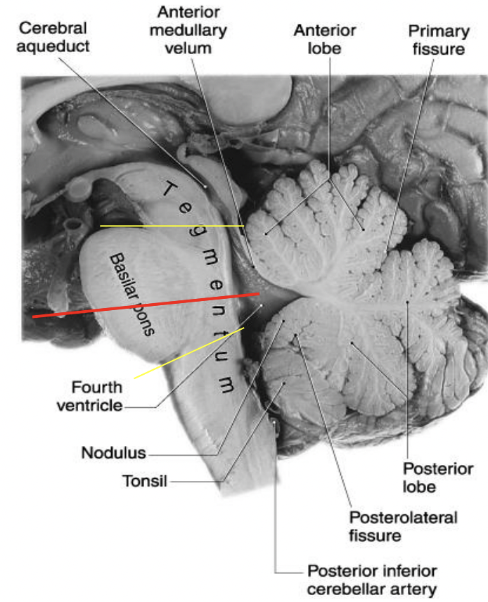 <p>two regions: tegmentum and basilar </p>