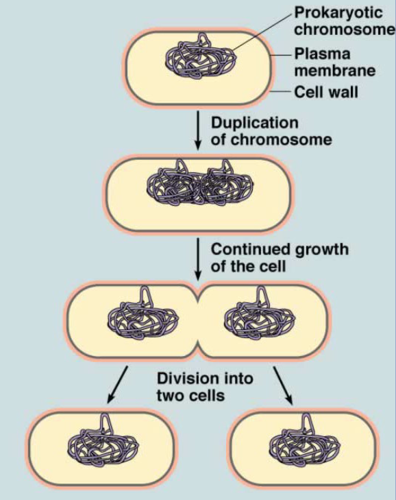 <p>Process of duplicating a cell</p>