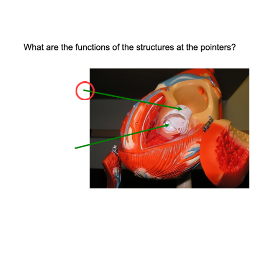 term image