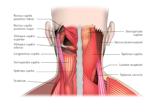 <p>Extension</p><ul><li><p>Splenius Capitus </p></li></ul><p></p><p>Lateral Flexion</p><ul><li><p>splenius Capitus</p></li></ul><p></p>