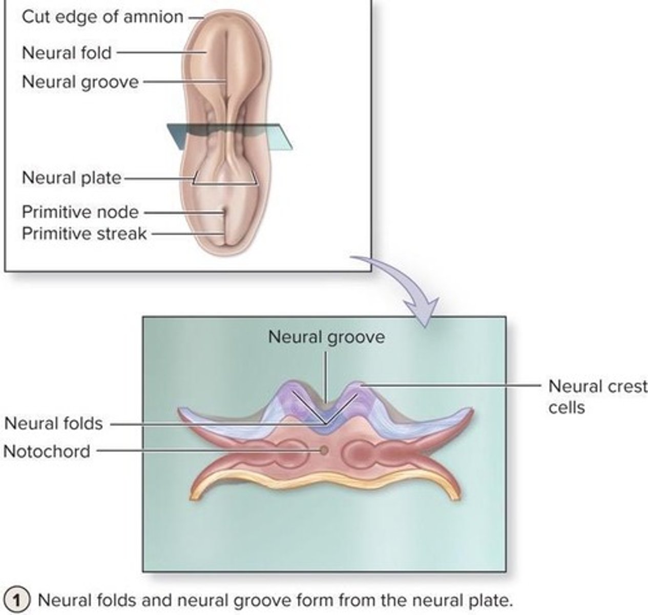 <p>It is involved in complex behaviors such as decision making, social behavior, and personality expression.</p>