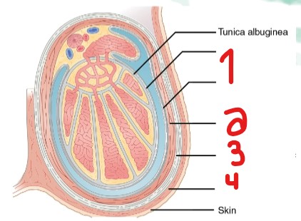 <p>Label the layers of the scrotum that are crossed out.</p>
