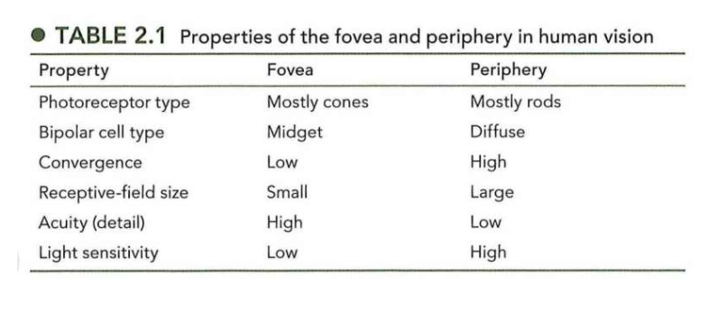 <ul><li><p>fovea</p><ul><li><p>hoge gezichtsscherpte</p></li><li><p>gebruiken om objecten te identificeren, lezen &amp; fijne details te inspecteren</p></li></ul></li><li><p>perifere deel</p><ul><li><p>voor detecteren &amp; lokaliseren van stimuli waar we niet direct naar kijken (bv. zien van rijdende vrachtwagen in de ooghoek)</p></li></ul></li></ul><p></p><p>→ staafjes &amp; kegeltjes werken beste onder verschillende lichtomstandigheden:</p><ul><li><p>staafjes:</p><ul><li><p>functioneren relatief goed onder omstandigheden van zwakke verlichting</p></li><li><p>= scotopisch zicht of nachtzicht</p></li></ul></li><li><p>kegeltjes</p><ul><li><p>heldere verlichting nodig (bv. zonlicht of kamerverlichting) om efficiënt te functioneren</p></li><li><p>= fotopische zicht</p></li></ul></li></ul><p>→ gebied in midden van fovea zonder staafjes: bij zwak licht is centrale 1 graad van fovea feitelijk blind</p><p>→ ander functioneel verschil tussen staafjes &amp; kegeltjes: fotopigment</p><ul><li><p>alle staafjes = hetzelfde type fotopigment</p><ul><li><p>kunnen geen kleurverschillen signaleren</p></li></ul></li><li><p>elk kegeltje → 1 van de drie verschillende fotopigmenten die verschillen in golflengten waarop ze licht het meest efficiënt absorberen</p><ul><li><p>kegeltjes kunnen dus informatie over golflengte doorgeven → vormen basis voor kleurenzicht</p></li></ul></li></ul><p></p>