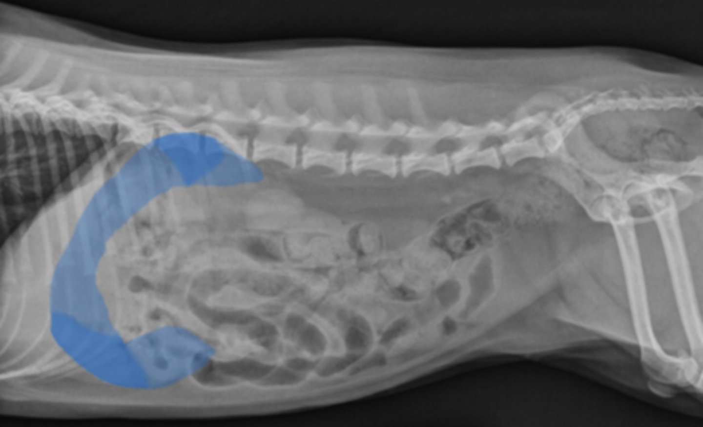 <p>What organ is this?</p>