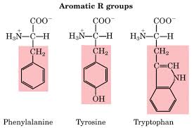 <p>Trp= Indole</p>