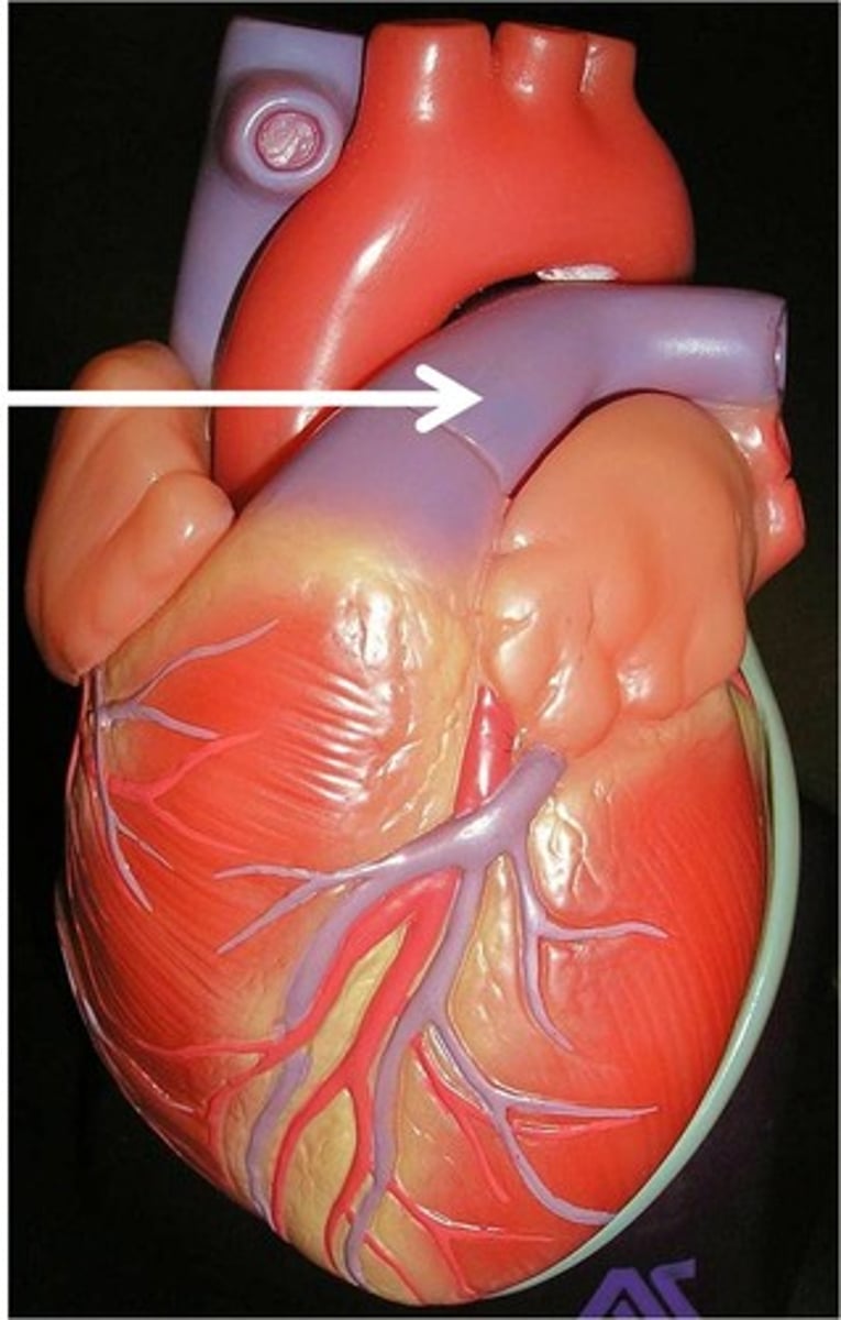 <p>Carries deoxygentated blood from the heart to the lungs.</p>